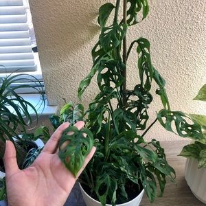 Monstera adansonii “Swiss cheese plant” cutting